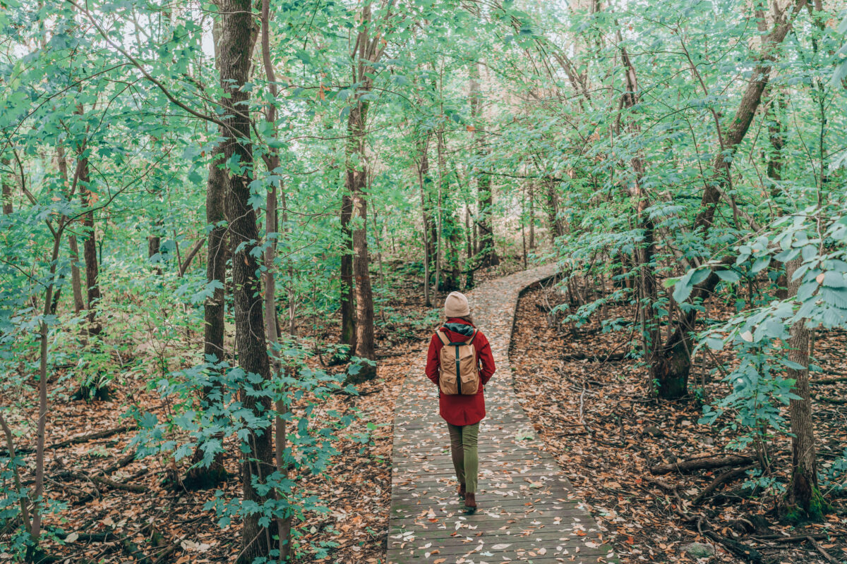 marche pleine conscience en forêt