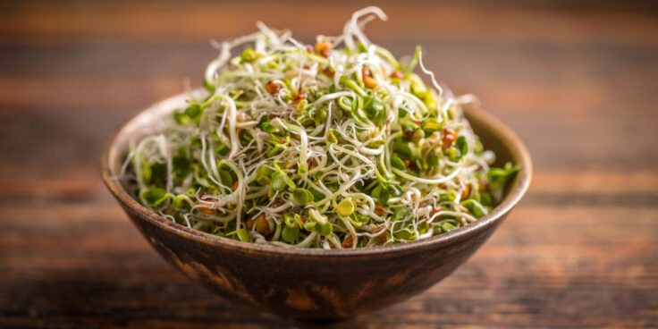 Graines germées : bienfaits pour la santé, germination et conseils pratiques