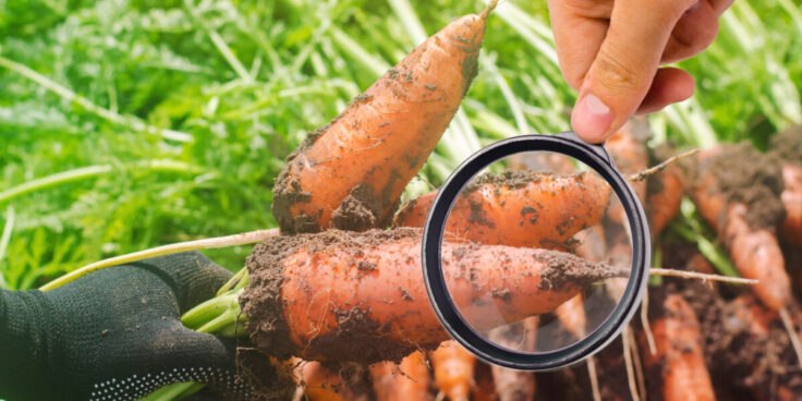 Les pesticides : entre bénéfices et risques pour notre santé